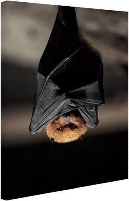 Toile de chauve-souris suspendue 20x30 cm - petit - Tirage photo sur toile (Décoration murale salon / chambre) / Peintures sur toile Animaux