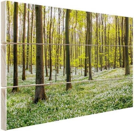 Bos op hout 30x20 Foto van bos in de lente Hout foto