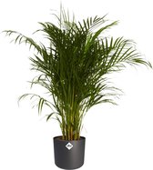Kamerplant van Botanicly – Goudspalm incl. sierpot antraciet cilindrisch als set – Hoogte: 120 cm – Dypsis lutescens