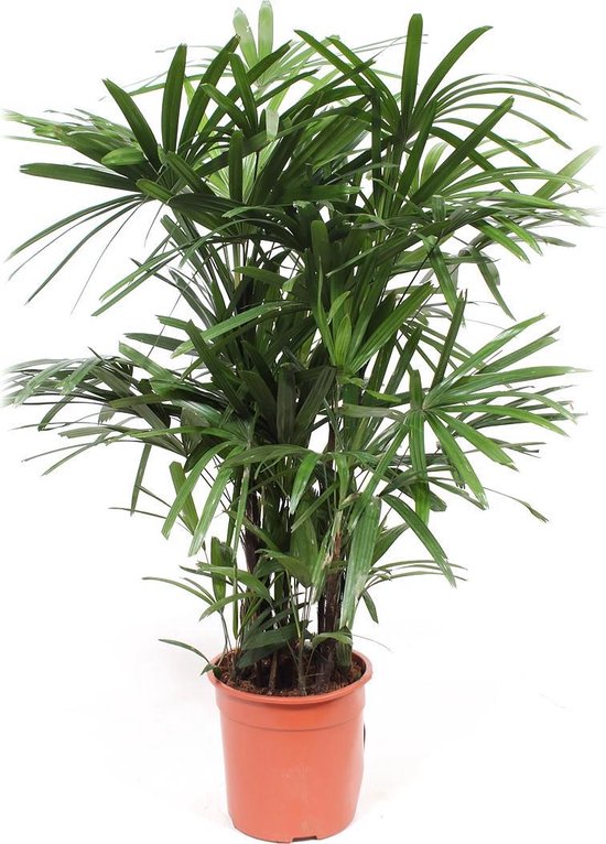 Plante d'intérieur de Botanicly - Palmier en bambou - Hauteur: 110 cm -  Rhapis Excelsa | bol.com