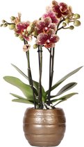 Kolibri Orchids | Geel rode phalaenopsis orchidee - Spain + Bee pot - potmaat Ø9cm | bloeiende kamerplant - vers van de kweker
