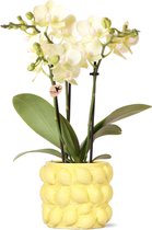 Kolibri Orchids | gele Phalaenopsis orchidee - Mexico + Citrus sierpot yellow - potmaat Ø9cm | bloeiende kamerplant - vers van de kweker