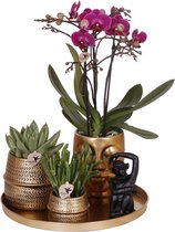 Bol.com Kolibri Company | Gift set Hotel Chic| Plantenset met paarse Phalaenopsis Orchidee en Succulenten incl. keramieken sierp... aanbieding
