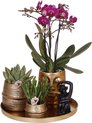 Compagnie des colibris | Coffret Hotel Chic| Set de plantes avec orchidées Phalaenopsis violettes et plantes succulentes avec pots décoratifs en céramique