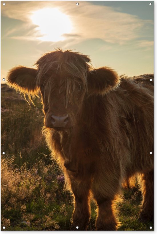 Highlander écossais dans l'herbe au coucher du soleil affiche de jardin toile lâche 120x180 cm - Toile de jardin / Toile d'extérieur / Peintures d'extérieur (décoration de jardin) XXL / Groot format!