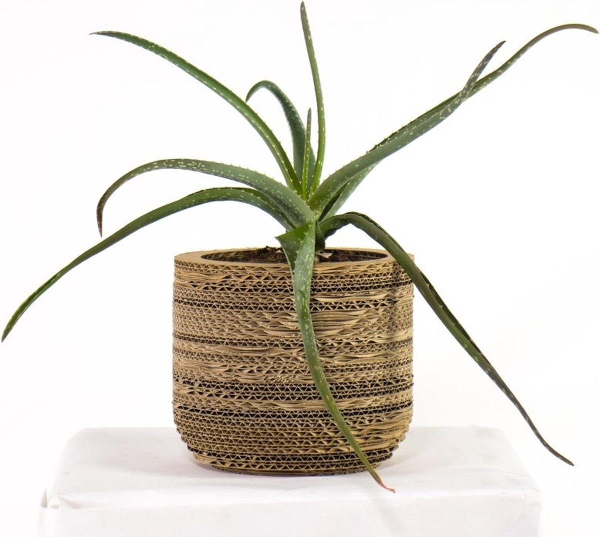 Kartonnen plantenpot Ficus 19 cm - Zes verschillende maten - Kartent