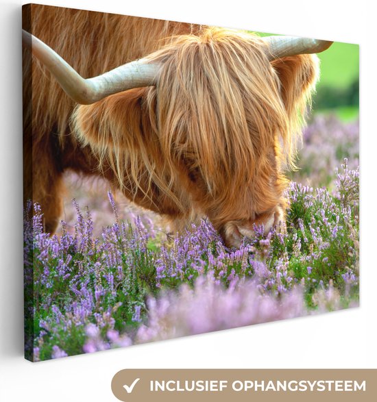 Canvas Schilderij Schotse Hooglander - Gras - Heide - Dieren - Wanddecoratie