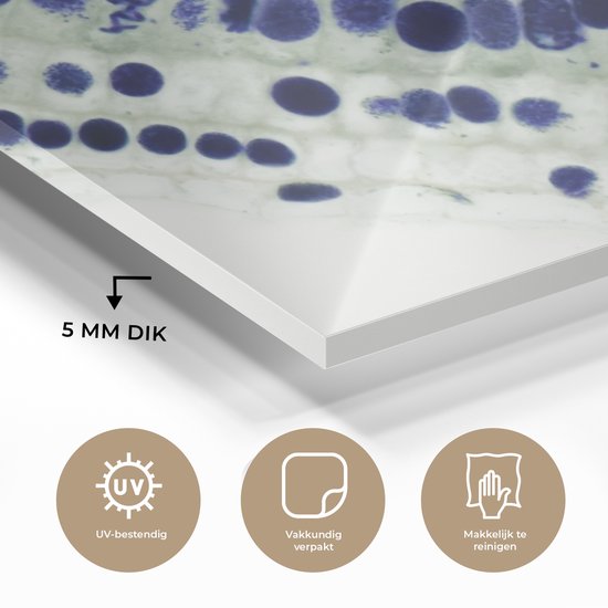 Peinture sur verre - Cellules bleues sous le microscope - 80x60 cm - Peintures sur Verre Peintures - Photo sur Glas