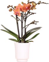 Kolibri Orchids | Oranje Phalaenopsis orchidee – Bolzano + Retro white – potmaat Ø9cm – 40cm hoog | bloeiende kamerplant in bloempot - vers van de kweker