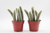 Ikhebeencactus | Set van 2 stuks | Super deal | Cleistocactus winteri subs. colademononis | apenstaart cactus | Ø 8,5 cm | 14-18 cm