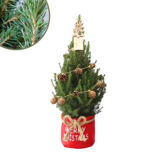 Fresh from Nature - Kleine Kerstboom in Xmas bag rood met verlichting 'Pinecone light' - echte kerstboom - ca. 70 cm hoogte - Picea glauca Conica - Kerstmis