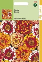 Zinnia Bloemzaad - Persian Carpet - Gemengd