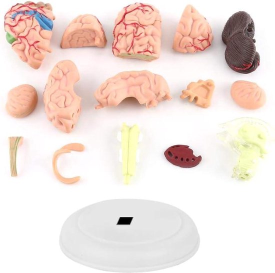 Modèle anatomique du Cerveau humain, coupe transversale médicale en plastique pour l'éducation - Modèle Anatomie .