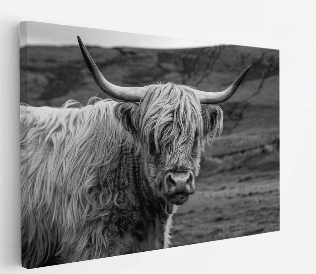 Saammp Canvas Schilderij - Schotse Hooglander Koe in de wei - Zwart-Wit - Dieren - Portret - 100x75 - Foto op canvas - Wanddecoratie - muurdecoratie Woonkamer - Slaapkamer decoratie - Canvas Print Multicolor