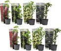 Twee rijen van vier potten met bessenplanten en verpakkingen van bramen, kruisbessen, aalbessen en zwarte bessen.