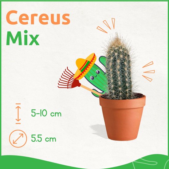 Een enkele cactus in een terracotta pot, met tekst over hoogte en diameter, en een cartoon cactus.