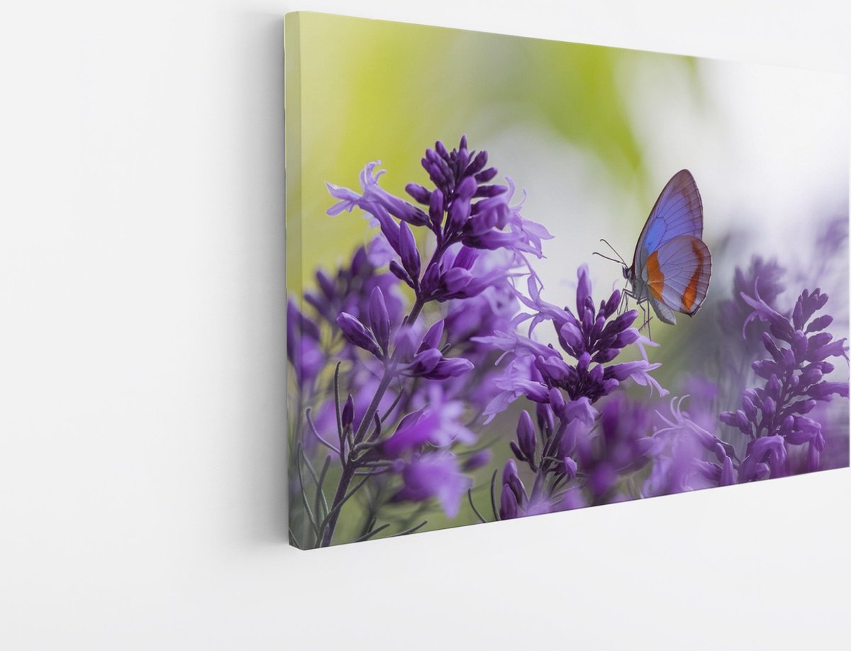 Saammp Canvas Schilderij - Vlinder bij lavendel - Bloemen - Dieren - Natuur - 30x20 - Foto op canvas - Wanddecoratie - muurdecoratie Woonkamer - Slaapkamer decoratie - Canvas Print Multicolor