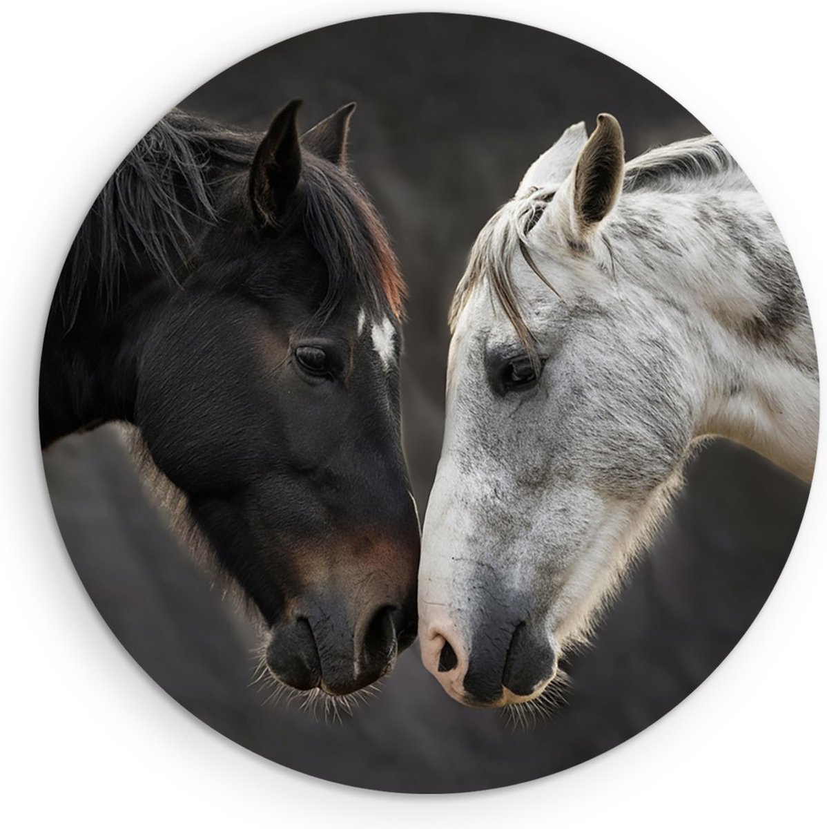 Saammp Forex Muurcirkel - 2 Paarden - Liefdevol - Dieren - Natuur - Ø 50 - Wandcirkel - Wanddecoratie Cirkel - muurdecoratie Woonkamer - Slaapkamer decoratie - Rond Schilderij
