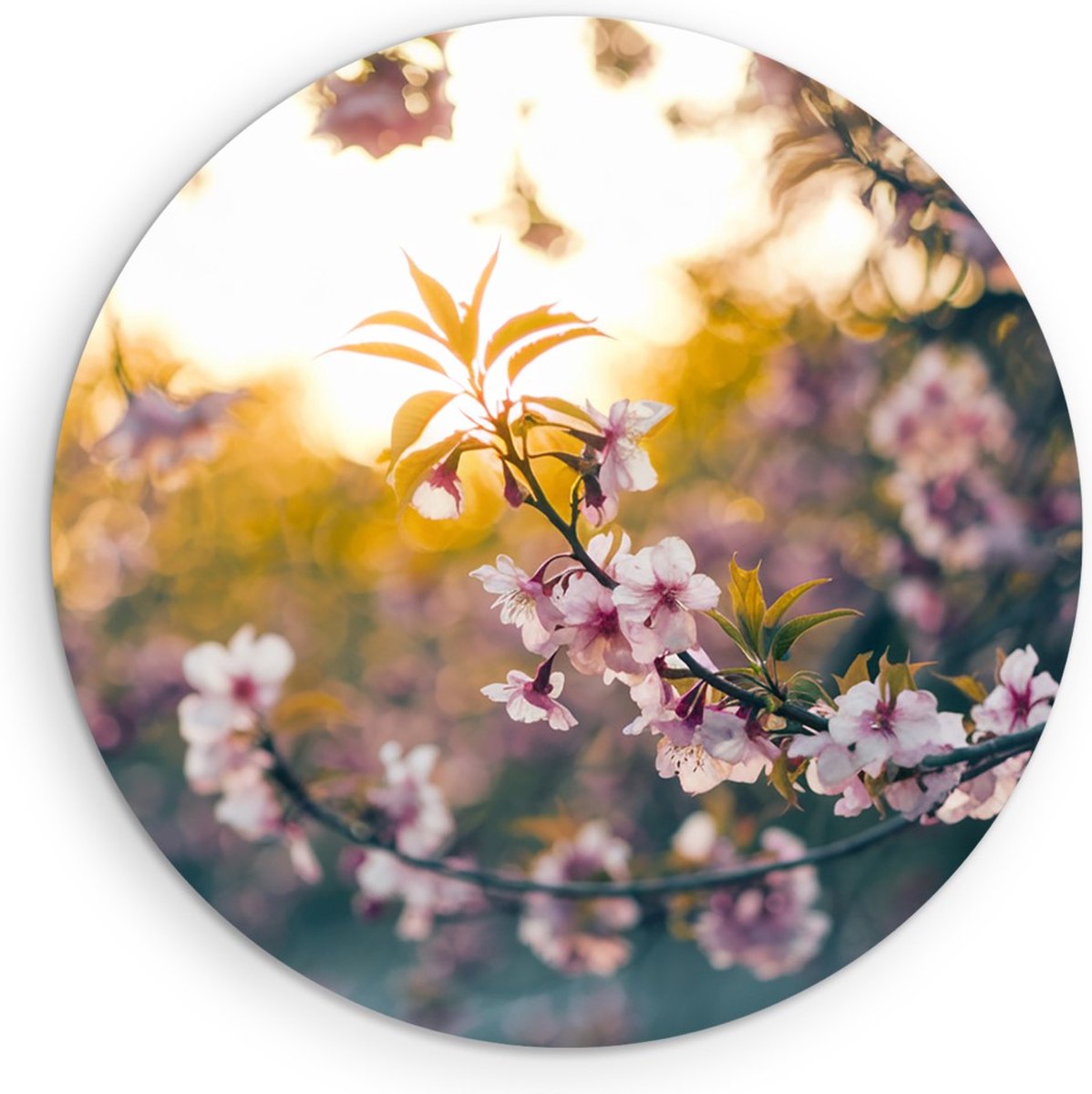 Saammp Forex Muurcirkel - Bloemen in zonsopgang - Natuur - Ø 50 - Wandcirkel - Wanddecoratie Cirkel - Muurdecoratie Woonkamer - Kantoor Decoratie
