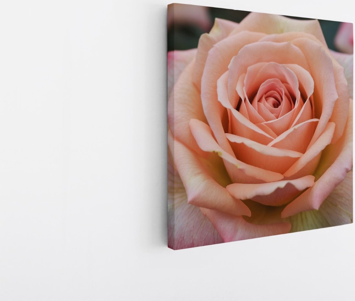 Saammp Canvas Schilderij - Roze Roos - Bloemen - Abstract - 60x60 - Foto op canvas - Wanddecoratie - Muurdecoratie Woonkamer - Kantoor Decoratie Multicolor