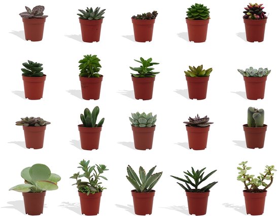 DutchLeafs Vetplanten Mix - 20 Stuks - Kwekerspot 5,5 cm - Hoogte 8-15 cm - Mini Plantjes - Succulenten - Kamerplanten