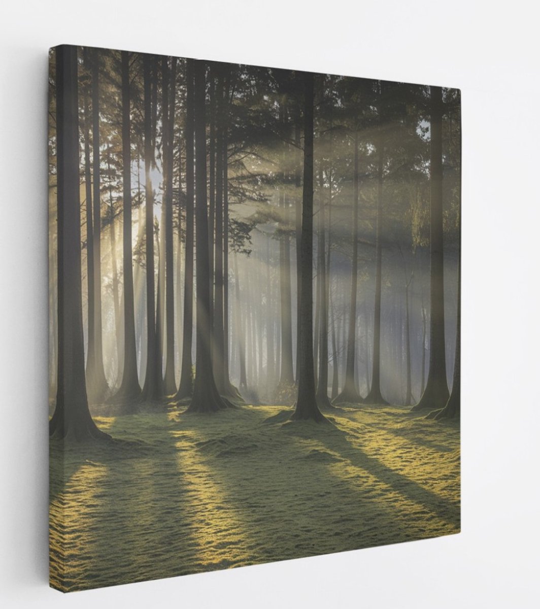 Saammp Canvas Schilderij - Lichtval - Grote Bomen - Landschap - Natuur - 60x60 - Foto op canvas - Wanddecoratie - Muurdecoratie Woonkamer - Slaapkamer decoratie - Canvas Print Multicolor