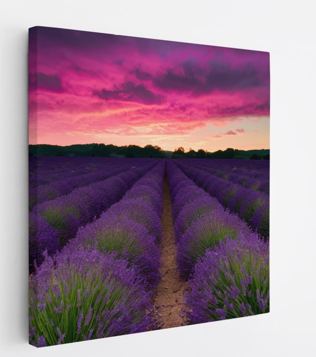 Saammp Canvas Schilderij - Lavendel met paarse lucht - Landschap - Natuur - 30x30 - Foto op canvas - Wanddecoratie - Muurdecoratie Woonkamer - Slaapkamer decoratie - Canvas Print Multicolor