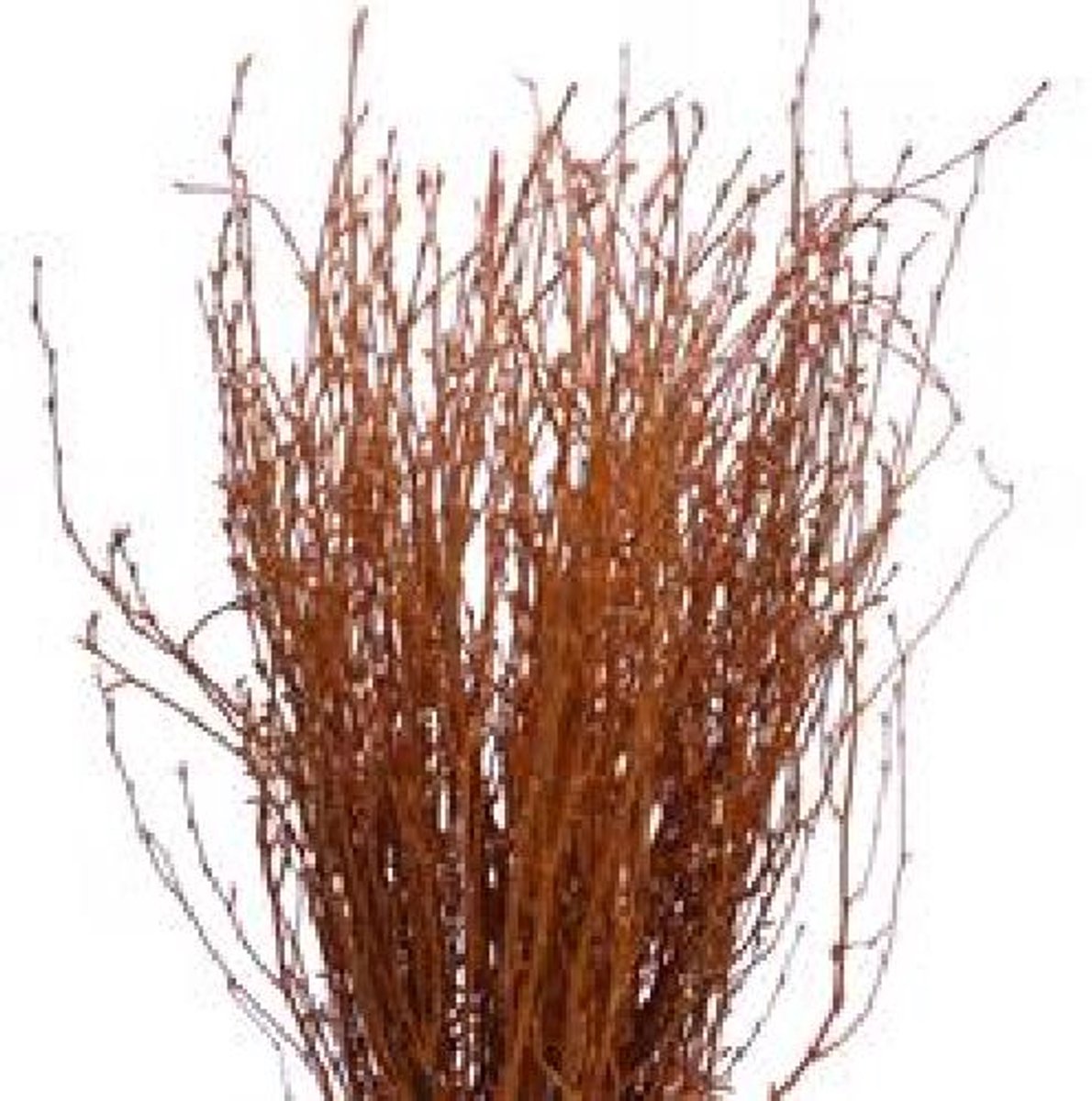 10x Tk betula oranje 70cm
