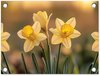 Narcissen, Geel