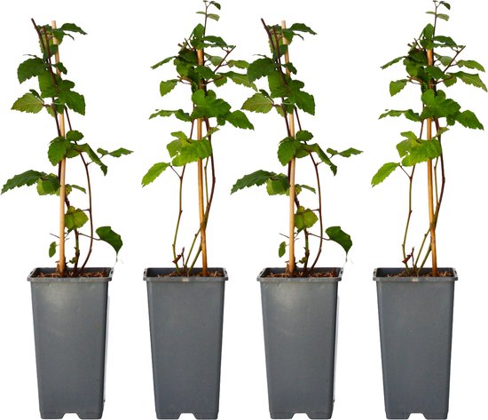 4 Plants De Framboisier 'Malling Promise' - Rubus Idaeus - Pot ⌀15cm - Hauteur 50-60cm