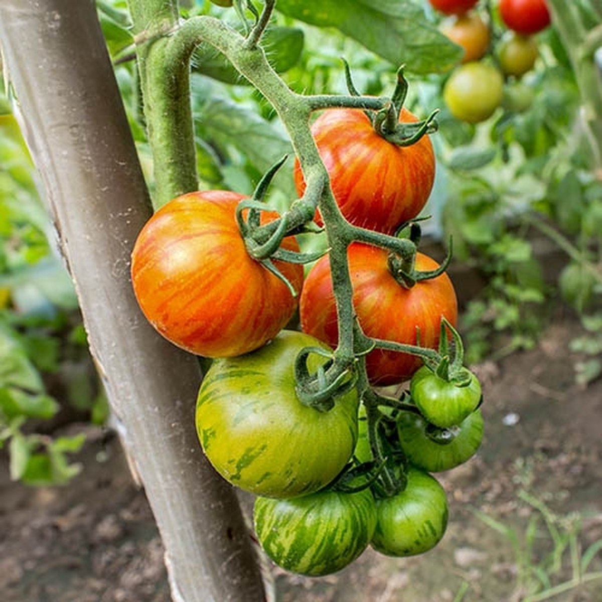 Bio tomaten zaden - Vleestomaat Copia