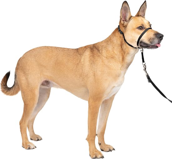 Foto: Geen trekkende hondenhalsband met 1 5 m trekkoord de ultieme oplossing tegen trekken leidt het trekken van uw hond om voor gemakkelijkere wandelingen helpt u de controle terug te krijgen maat m zwart