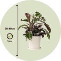 Calathea Fusion White, hoogte 30-40cm, potmaat 14cm. Groene, witte en paarse bladeren.