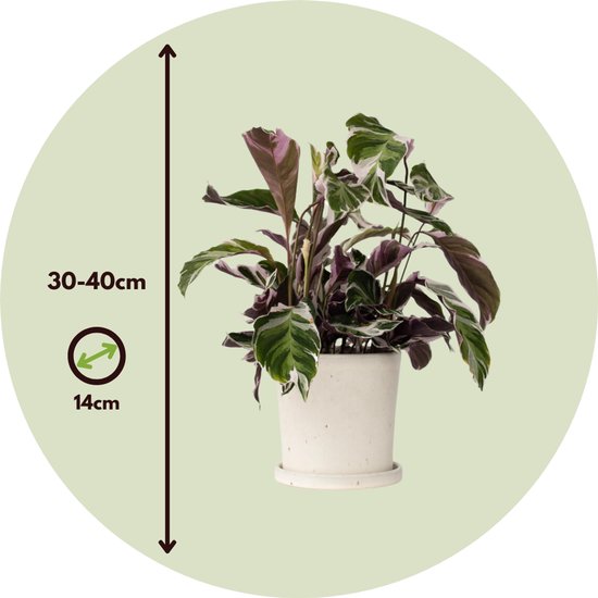 Calathea Fusion White, hoogte 30-40cm, potmaat 14cm. Groene, witte en paarse bladeren.