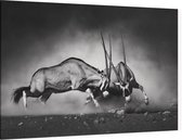 Vechtende Gemsbokken - Foto op Canvas - 150 x 100 cm