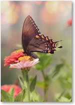 Kleine zwarte satyrium vlinder op een roze bloem - A4 Poster Staand - 21x30cm - Dieren - Natuur - Bloemen