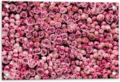 Tuinposter – Muur van Roze Rozen - 60x40cm Foto op Tuinposter  (wanddecoratie voor buiten en binnen)
