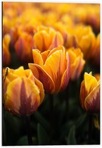 Dibond - Gele Tulpen - 40x60cm Foto op Aluminium (Met Ophangsysteem)