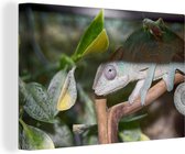 Cricket caché au dos de la toile caméléon 2cm 30x20 cm - petit - Tirage photo sur toile (Décoration murale salon / chambre)