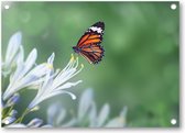 Vlinder - Tuinposter 70x50 - Wanddecoratie - Dieren - Natuur