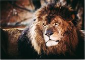 Koning leeuw - Foto op Posterpapier - 59.4 x 42 cm (A2)