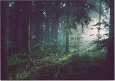 Lichtstralen door het bos bij dauw - Foto op Posterpapier - 59.4 x 42 cm (A2)