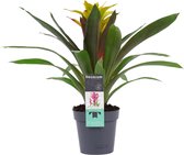 Mama's Planten - Guzmania Fancy - Bromelia - Geel - Bloeiende Kamerplant - Geeft Sfeer En Zuurstof - ↨ 40cm - ⌀ 13cm
