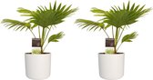 FloriaFor - Duo 2 X Livistona Rotendifolia Met Elho B.for Soft White - - ↨ 45cm - ⌀ 14cm