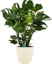 Monstera Deliciosa - Elho Brussels Soap - Vers Van De Kweker - ↨ 70cm - ⌀ 24cm - [Mama's Planten]