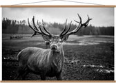 Schoolplaat – Aankijkend hert (zwart/wit) - 150x100cm Foto op Textielposter (Wanddecoratie op Schoolplaat)