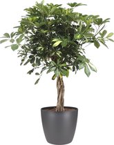 FloriaFor - Schefflera Arboricola Gold Capella Elho Brussels Round Antracite - - ↨ 110cm - ⌀ 27cm