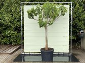 Vijgenboom - 250 cm, stamomvang 30-40 cm met zoete donkere vijg