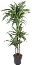 Dracaena Ulises 140 cm