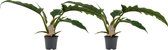 FloriaFor - Duo Philodendron Narrow Escape Feel Green - - ↨ 45cm - ⌀ 14cm